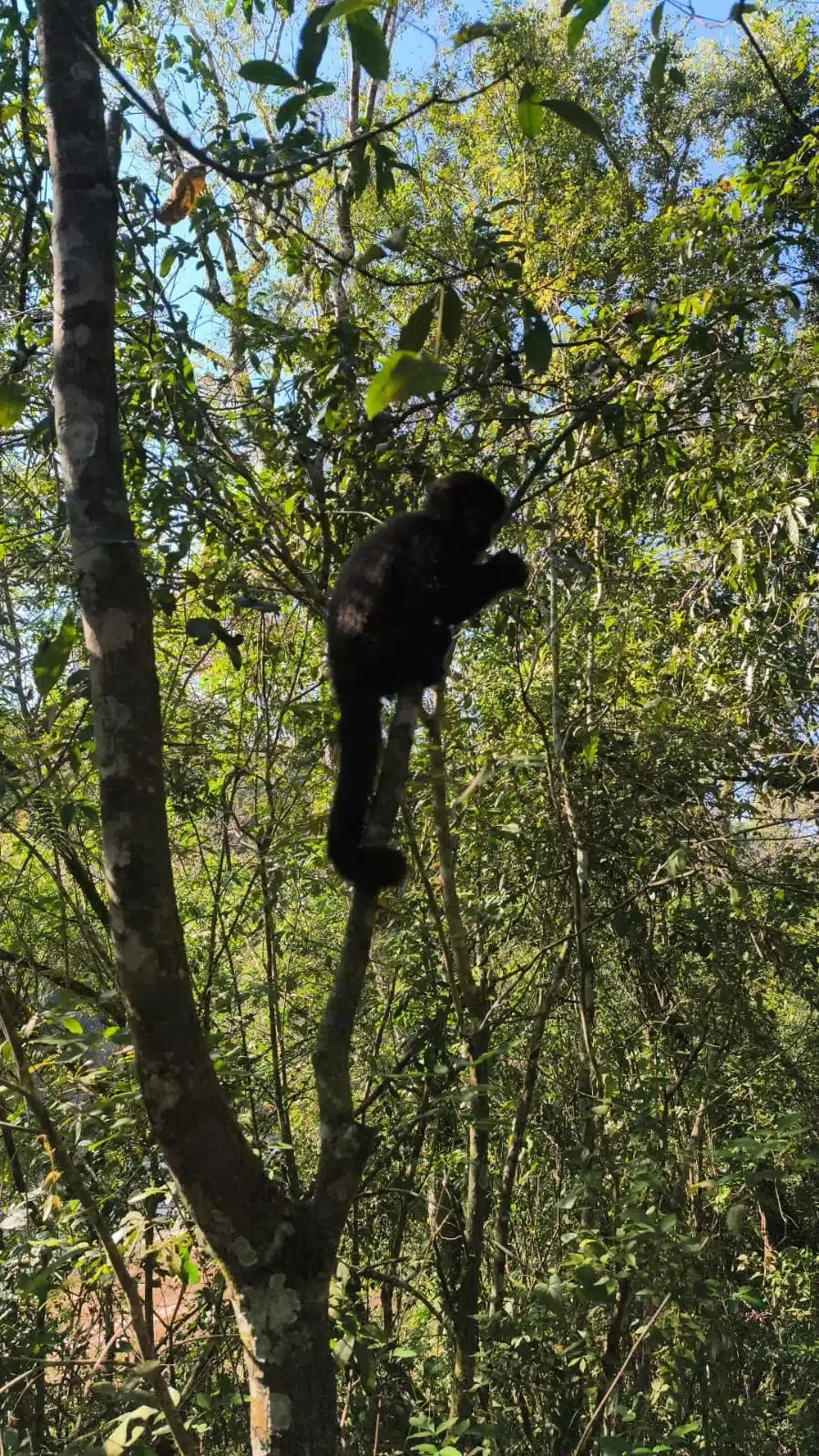 Mico-leão na árvore durante passeio no Parque Nacional do Iguaçu em Puerto Iguazu